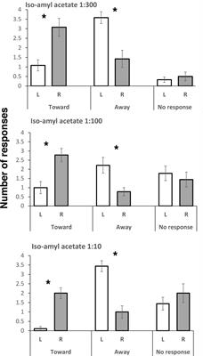 Complementary Specializations of the Left and Right Sides of the Honeybee Brain